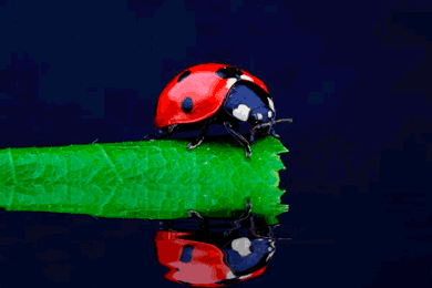 coccinelle-001.gif